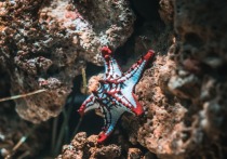 Голову у большинства животных легко узнать, но это не касается морских звезд

У морской звезды есть пять одинаковых конечностей со слоем «трубчатых ножек» под ними, которые помогают этому морскому существу передвигаться по морскому дну
