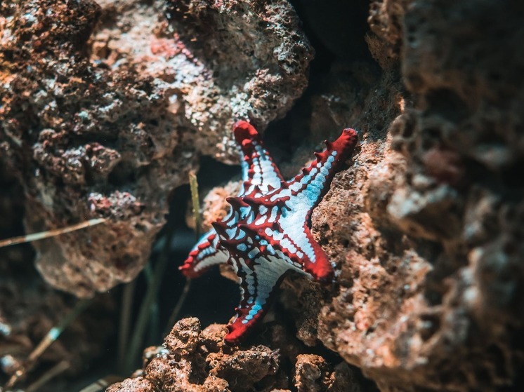 Nature: тела морских звезд не являются их туловищем и конечностями