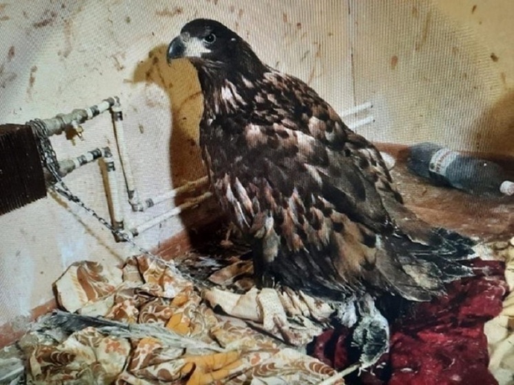 Женщина из Красноселькупа в суде выгораживала истязавшего редкого орлана живодера и получила штраф