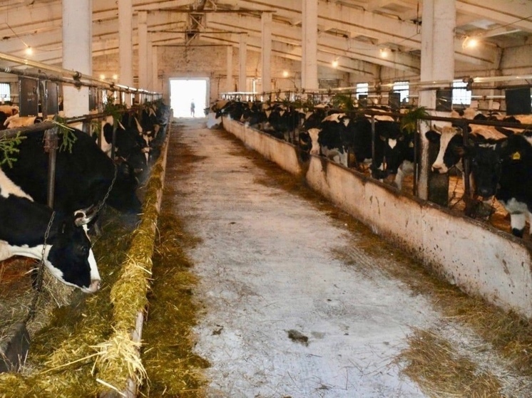 В Псковской области столкнулись с трудностями в спросе на сырое молоко