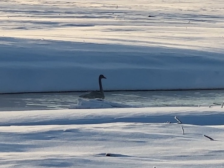 Проще просить еду у людей: в Салехарде подкармливаемый северянами лебедь отказался улетать в теплые края