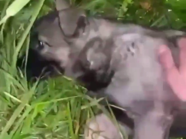 В Подмосковье разгневанная хозяйка выбросила щенка с третьего этажа