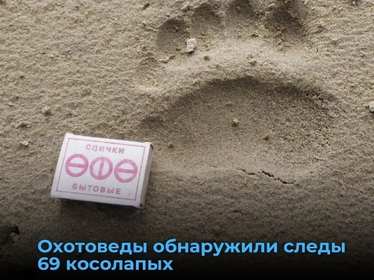 На Ямале насчитали 69 бурых медведей