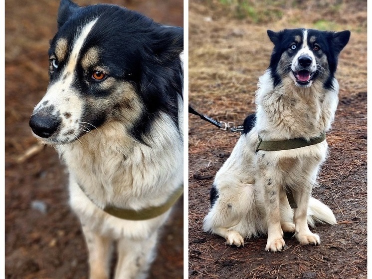 «Ничего не ест из-за страха»: в Новосибирске нашли привязанную к конюшне собаку с разноцветными глазами