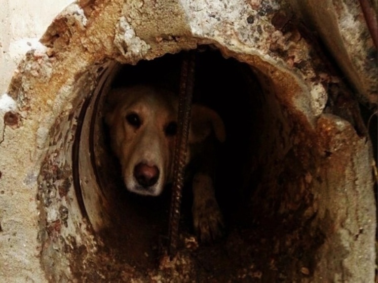 В Ростове спасатели вытащили застрявшую в люке собаку