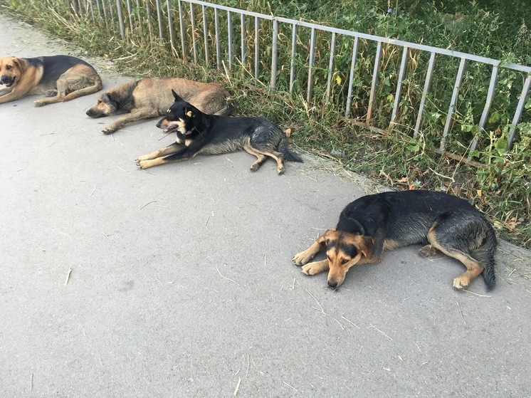 Около Восточно-Европейского лицея собака покусала девочку
