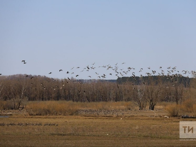 О причинах задержки перелетных птиц в Татарстане рассказал ученый КФУ