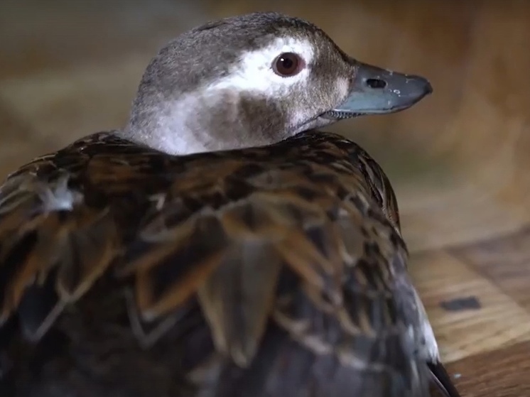 Раненую утку спасли из ледяного плена на месторождении в ЯНАО