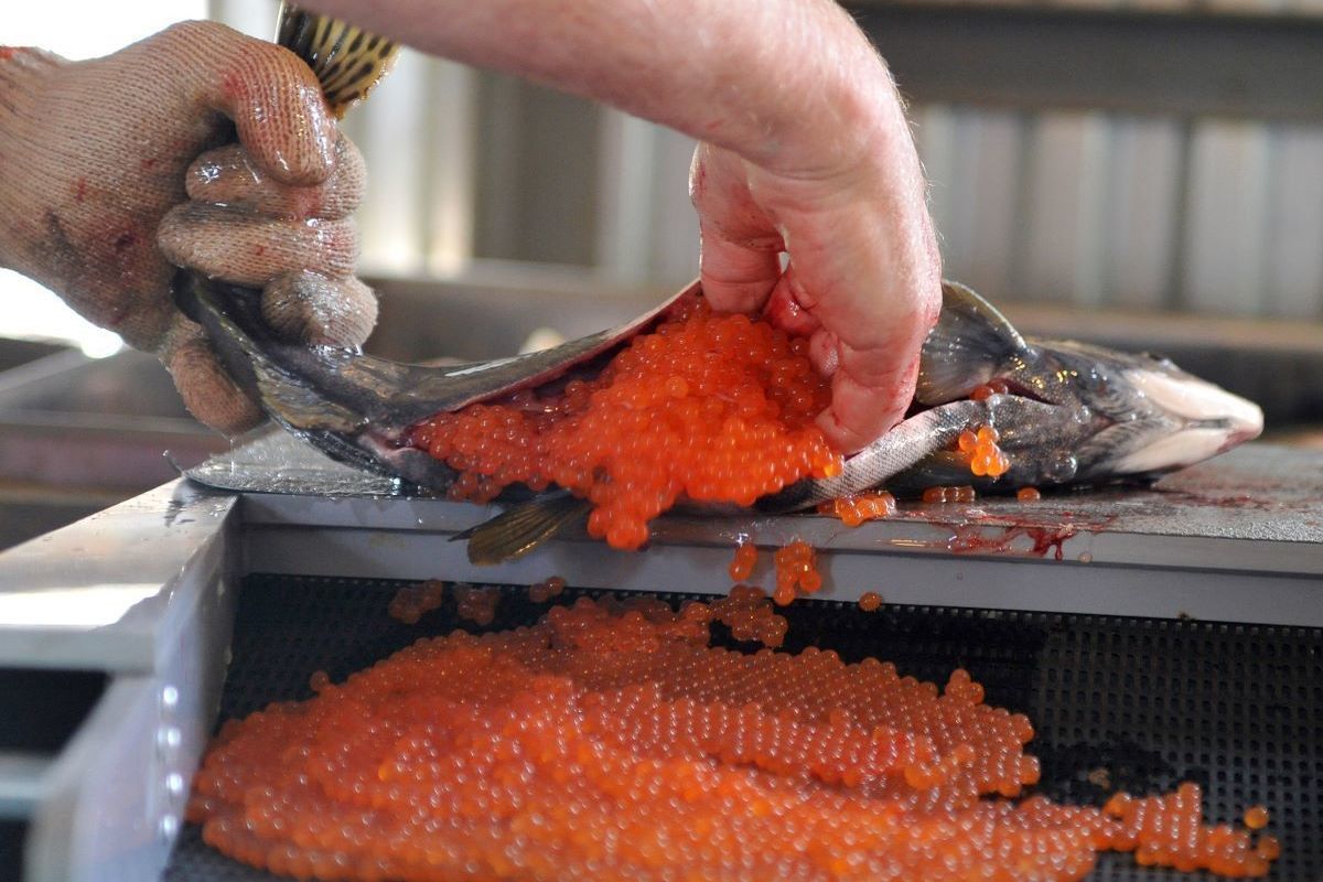Rosrybolovstvo promised to reduce prices for red caviar and pink salmon