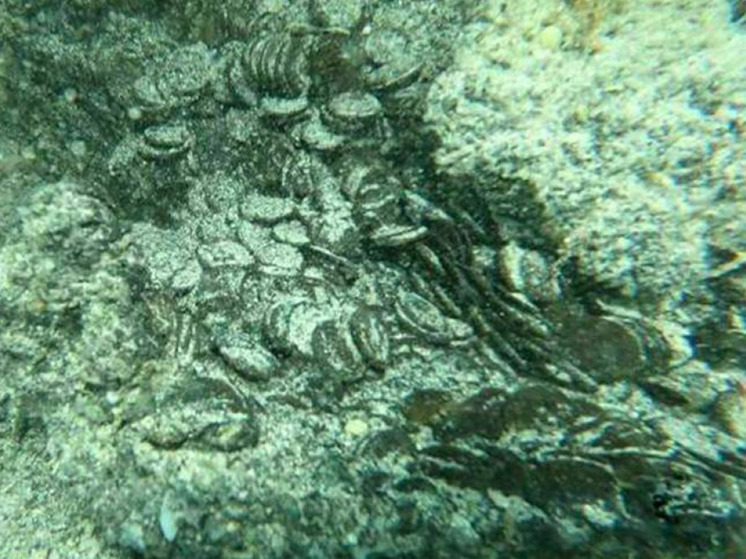 У берегов Италии обнаружили рекордный клад с древнеримскими монетами