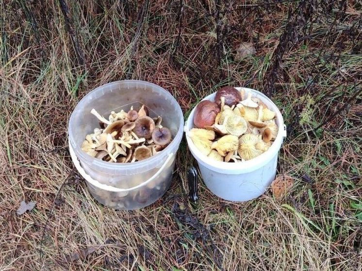 Любители тихой охоты отказываются закрывать сезон