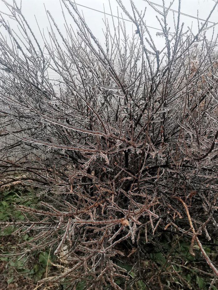 Фото последствий ледяного дождя в Лесозаводске