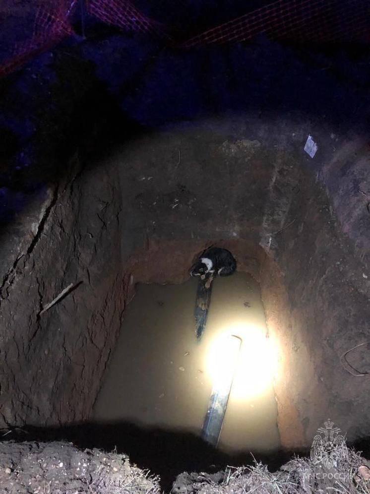 В Нижнекамске спасатели достали из глубокой ямы замершего мокрого пса