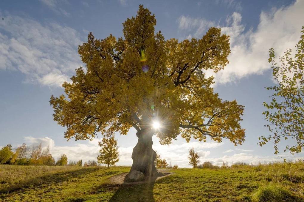 Дрозденко показал 200-летний Ириновский дуб с золотой листвой