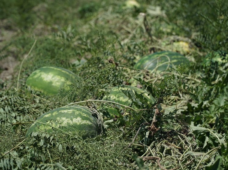 В этом году урожай бахчевых в Дагестане был богаче