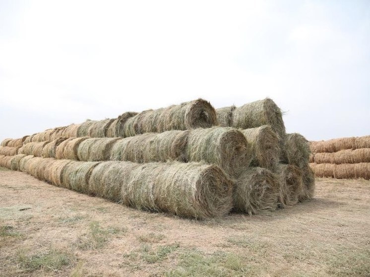 Более полутора миллиона тонн кормов заготовили в Дагестане