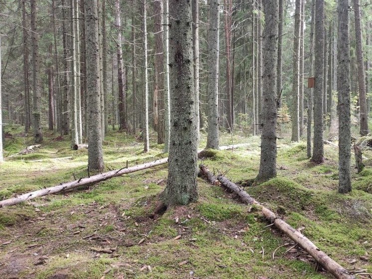 Новгородцам рассказали, как рассчитывается ущерб от незаконной рубки леса