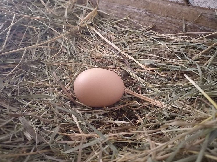 Читинка пожаловалась Осипову на высокие цены на яйца