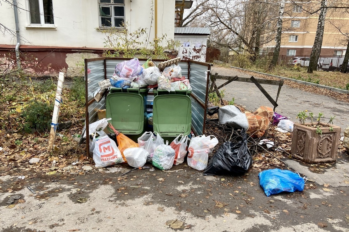 Хартию» обвинили в появлении крыс и бездомных собак у мусорных баков в Туле  - МК Тула