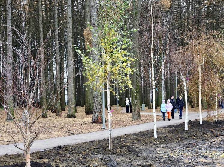 В Новомосковске в Березовой роще высадили более 20 сортов берез