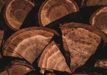 В Республиканском агентстве лесного хозяйства рассказали, как правильно заготавливать дрова в Центральной экологической зоне Бурятии