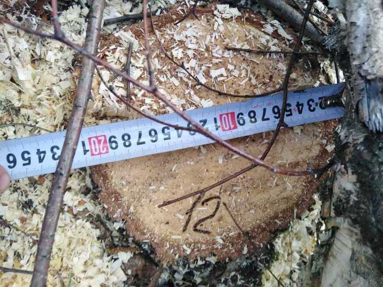 В Пензенской области обнаружили незаконную вырубку леса на 1,3 млн рублей