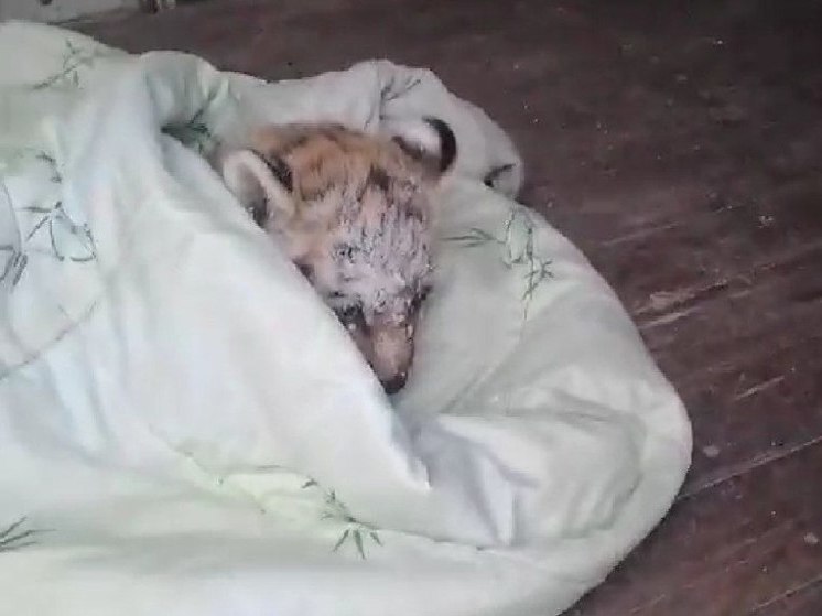 Тигренка с травмированными лапами подобрали на трассе в Хабаровском крае