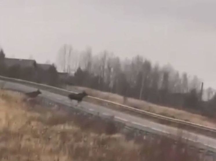 Двоих лосей заметили на трассе в Подмосковье