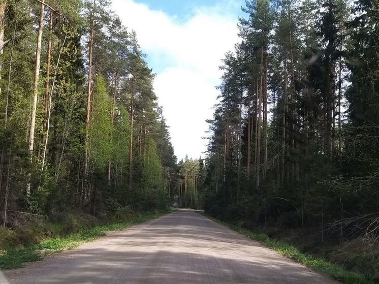 Арендаторы лесных участков в Новгородской области задолжали более 30 млн рублей