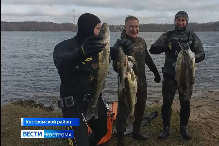 Костромич в ходе областного чемпионата по подводной охоте добыл судака в 7,5 кг