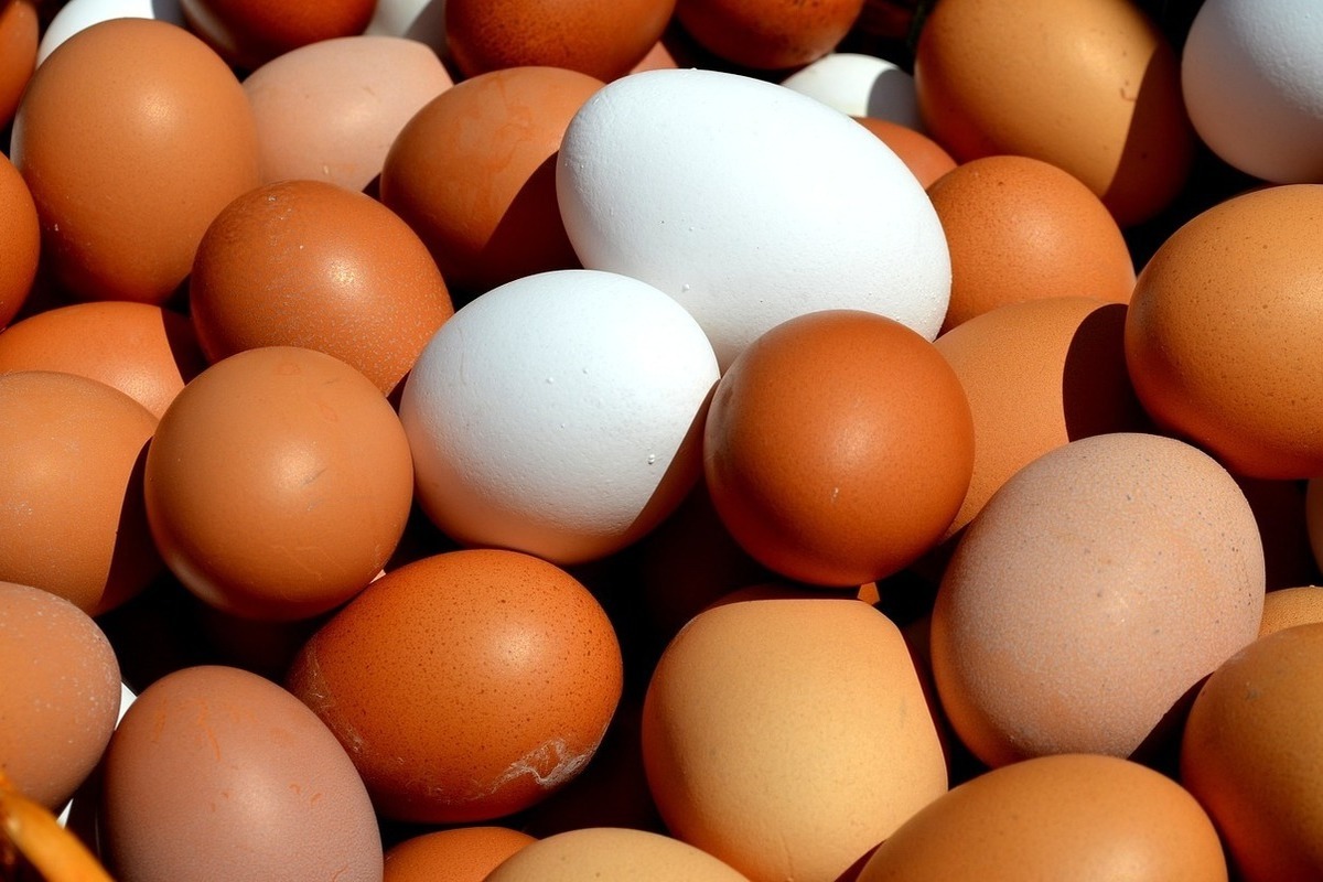 Костромской миллиард: область произвела миллиард куриных яиц, но …