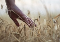 По данным Алтайского филиала ФГБУ «Центр оценки качества зерна», на 3 ноября 2023 года, краевые хозяйства убрали свыше 2,5 млн тонн мягкой пшеницы при урожайности 13,6 центнеров с гектара.
