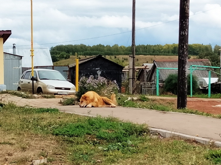 Администрация Килемарского района выплатит 20 000 укушенному собакой ребенку