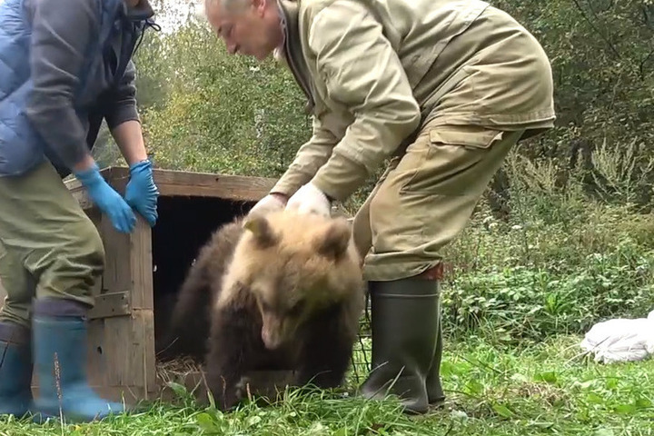 Медвежат-сирот, вскормленных в Тверской области, вернули в естественную среду обитания