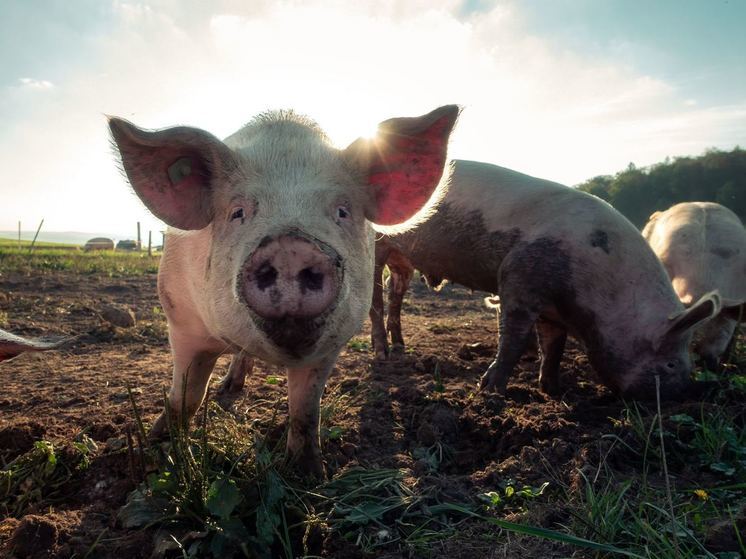 Из-за африканской чумы свиней и сибирской язвы в Воронежской области ужесточат контроль за мясом