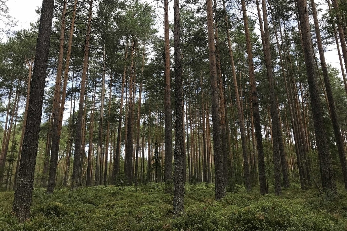 В Тверской области осудили москвича, срубившего больше четырех кубометров леса