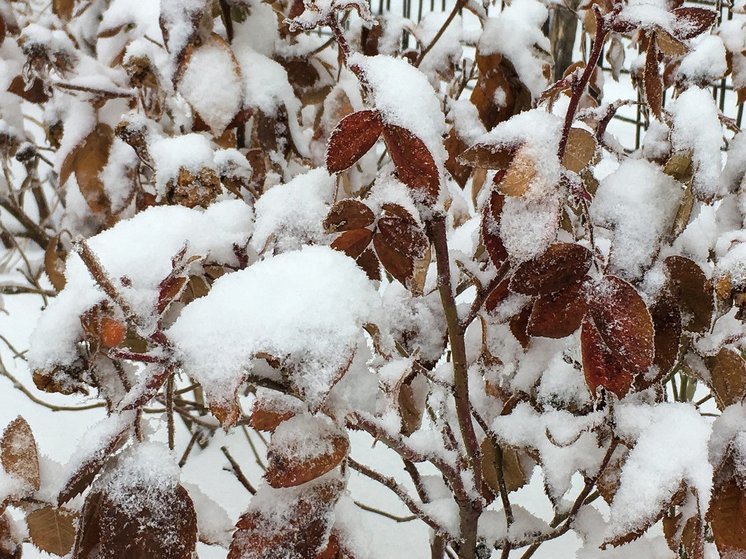 Синоптик заявил, что зима в 2023 году придет позже обычного на 10 дней