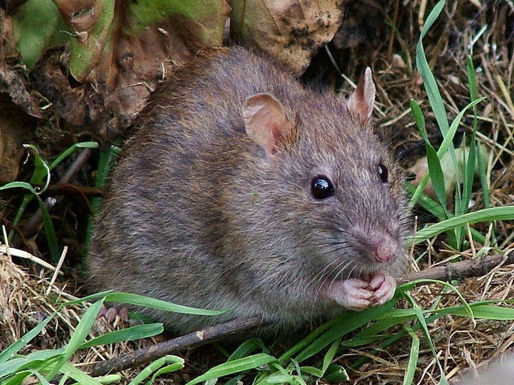 Зоологи узнали о "тайном приветствии" крыс
