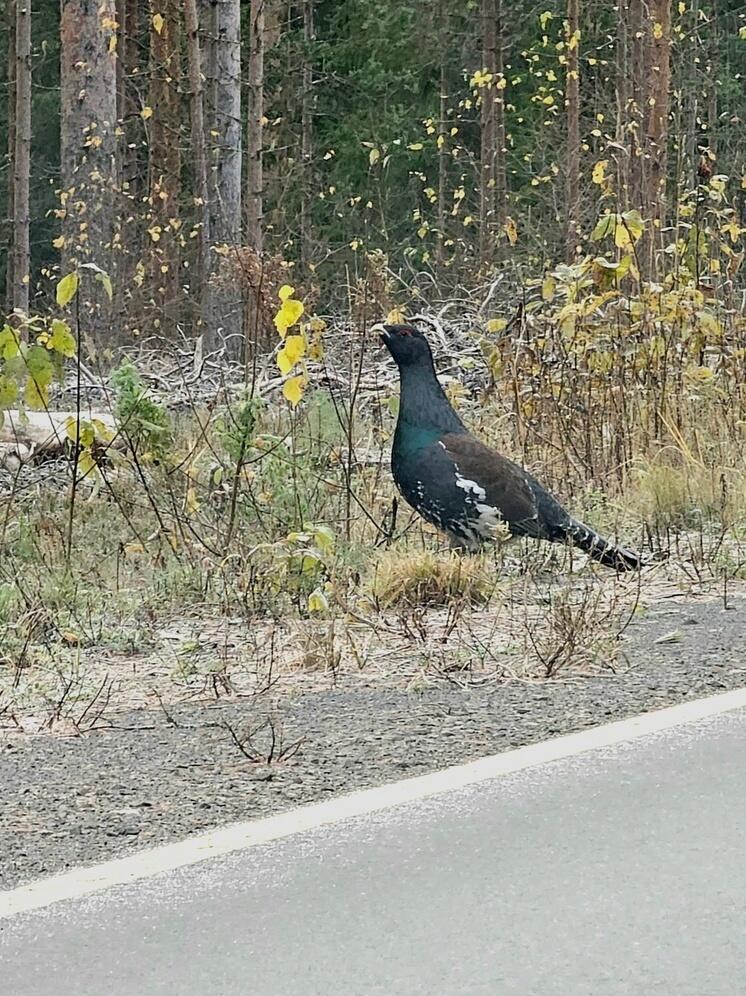 Краснокнижные птицы гуляли вдоль трассы в Карелии