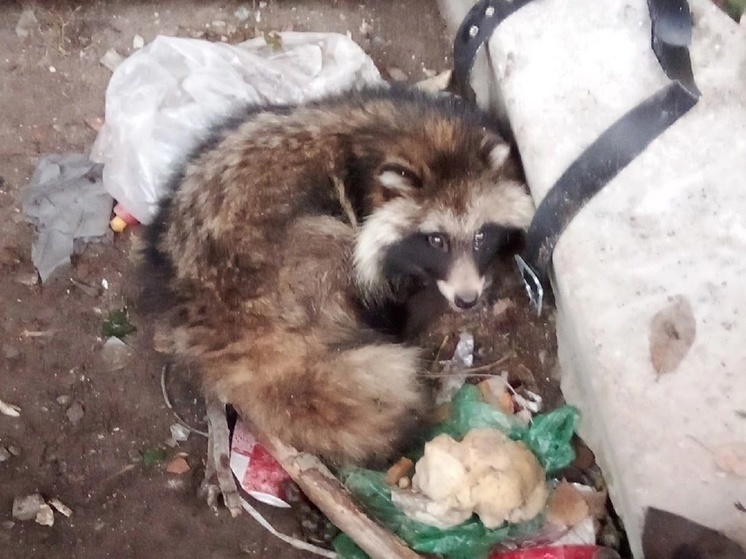 Енотовидную собаку нашли в подвале дома в Карелии