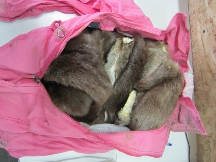 15 меховых шкурок пытался скрыть молдованин от псковских таможенников
