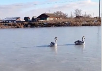 В Баевском районе охотники освободили двух лебедей из водоема, который уже покрылся льдом. Об этом пишет районная газета «Голос хлебороба».