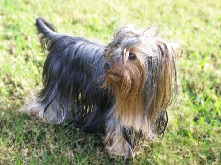 В Подмосковье умер домашний питомец при странных обстоятельствах