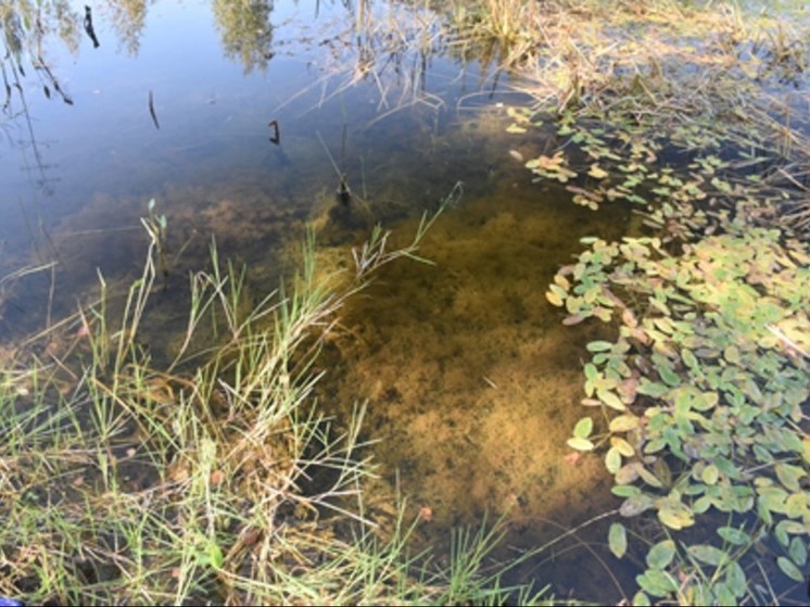 В Подмосковье обнаружили реликтовую водоросль