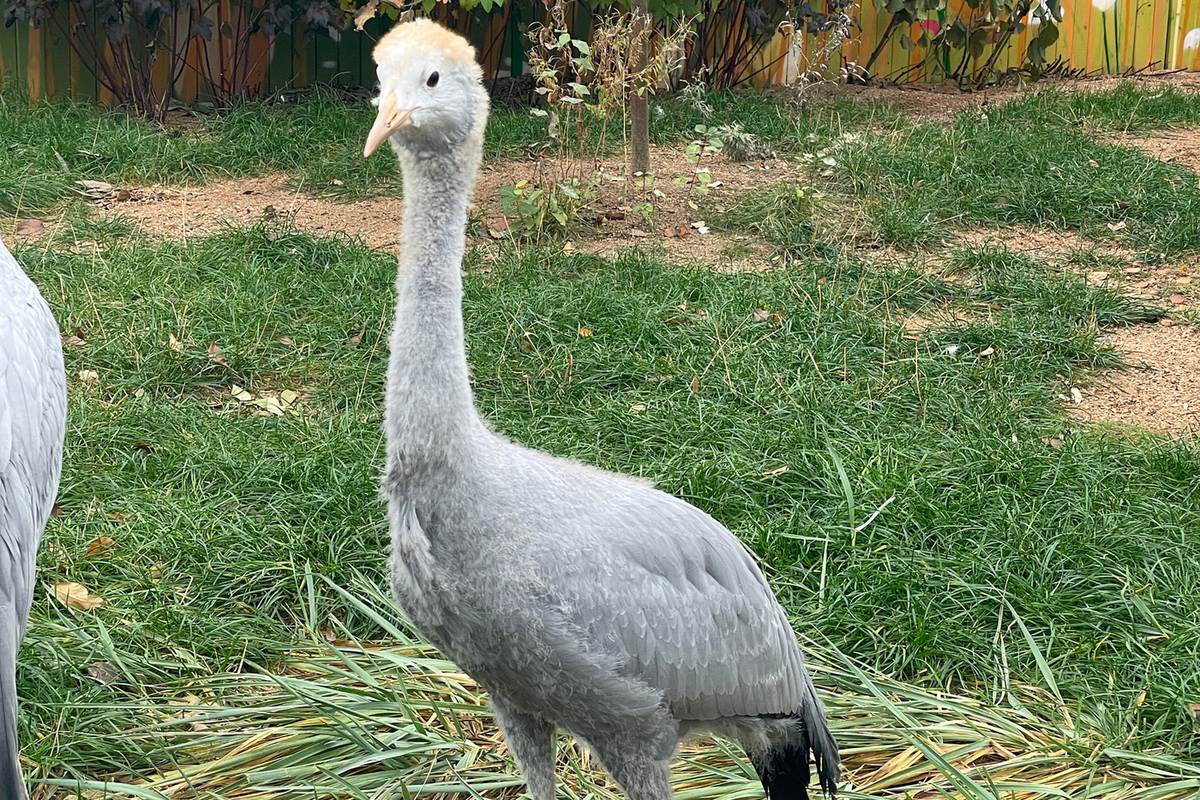 Zoologists talk about a newborn chick of a rare crane