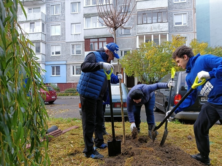 В Калининграде высадили деревья на Южном бульваре