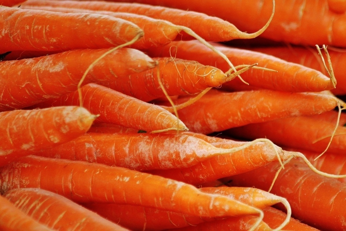 Самая длинная морковка России выросла у петербуржца