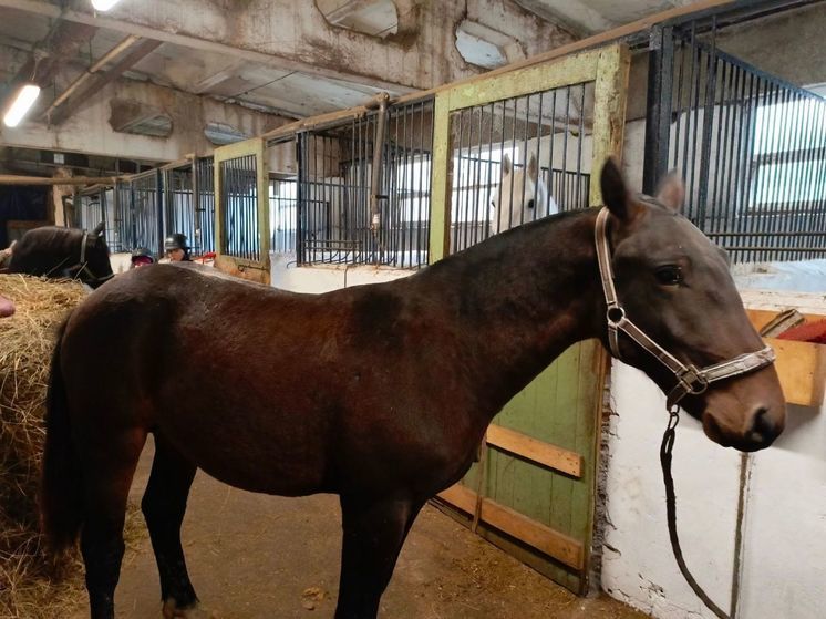 В манеже Костромского ипподрома осваиваются две новые лошади