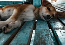 В Республике Бурятия приюты для безнадзорных животных смогут содержать бездомных собак пожизненно за счет внебюджетных средств