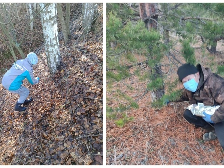 В лесах Марий Эл ветеринары раскладывают приманки с вакциной от бешенства